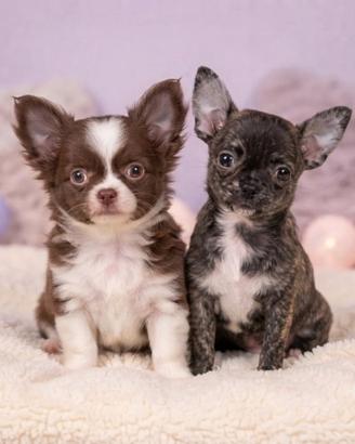 Chihuahua pelo lungo e corto