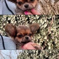 Cucciolo di chihuahua