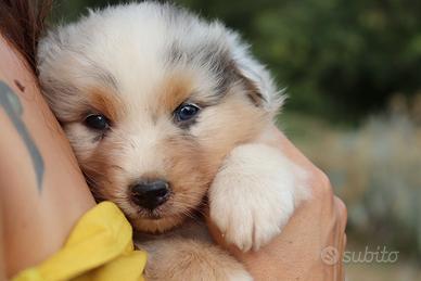 Cuccioli pastore australiano