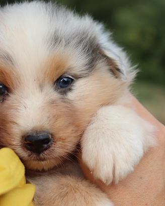 Cuccioli pastore australiano