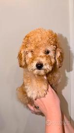 Cucciolo barboncino toy