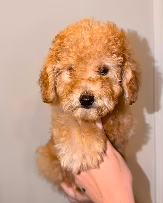 Cucciolo barboncino toy