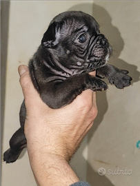 Bulldog Francese