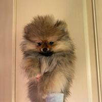 Spitz volpino di Pomerania femmine e maschi