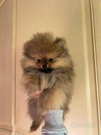 Spitz volpino di Pomerania femmine e maschi