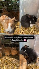 Conigli nani testa di leone