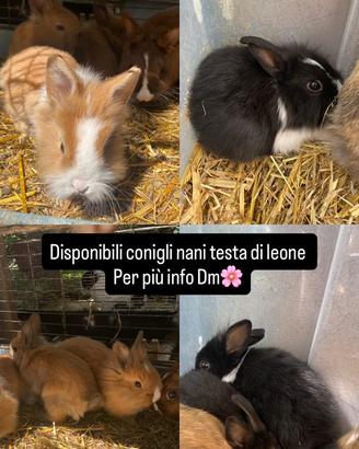 Conigli nani testa di leone