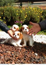 Cavalier king
