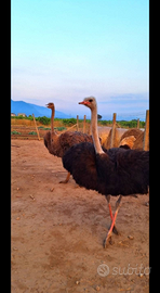 Disponibile Coppia di struzzi