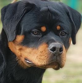 Rottweiler