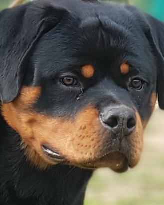 Rottweiler