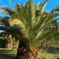 Palme Piante alberi giardino