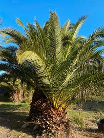 Palme Piante alberi giardino