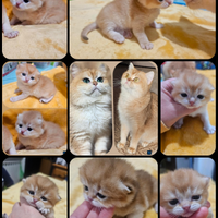 Meravigliosi cuccioli british shorthair pedigree