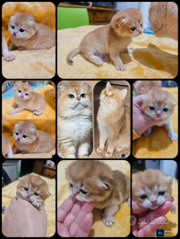 Meravigliosi cuccioli british shorthair pedigree