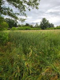 Terreno agricolo collinare