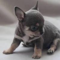 Chihuahua mini Toy Blue