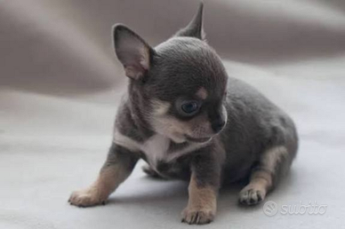 Chihuahua mini Toy Blue