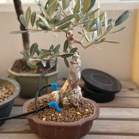 Bonsai ulivo