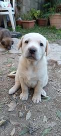 Cuccioli simil labrador