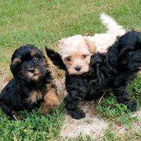 Cuccioli maltipoo