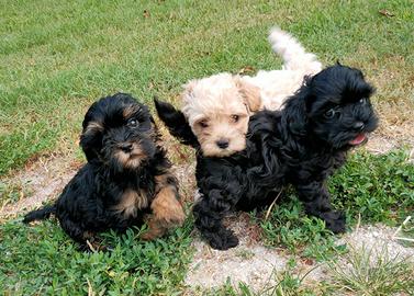 Cuccioli maltipoo