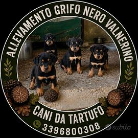 CANI DA TARTUFO GRIFO NERO VALNERINO