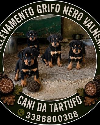 CANI DA TARTUFO GRIFO NERO VALNERINO