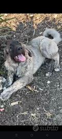 Cuccioli di pastore del caucaso