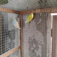 Coppia Cocorite