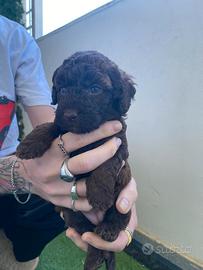 Cuccioli di Barboncino