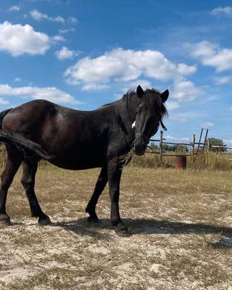 Cavallo merens
