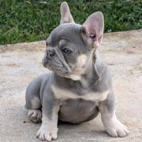 Cucciolo bulldog francese lilac tan