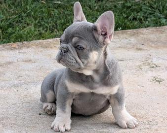 Cucciolo bulldog francese lilac tan