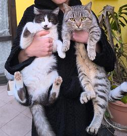Una coppia di gatti cacciatori