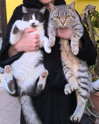 Una coppia di gatti cacciatori