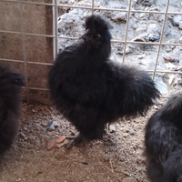 Gallinelle e galletti Moroseta neri