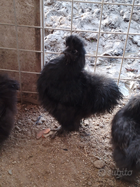 Gallinelle e galletti Moroseta neri