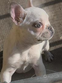 Bulldog francese
