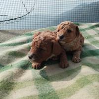 Cuccioli di barboncino nano