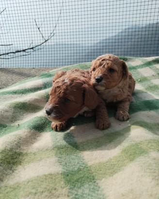 Cuccioli di barboncino nano