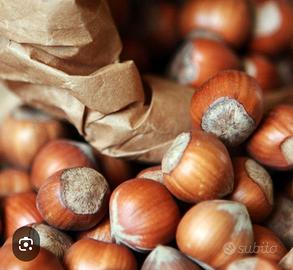 Noccioleto