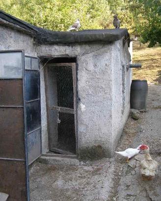 Spazio per cani