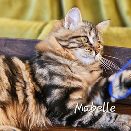 Cuccioli gatto siberiano