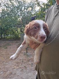 Cuccioli di border collie puri