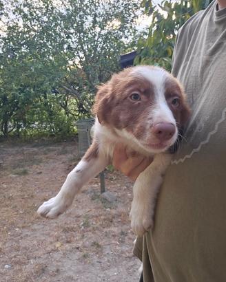 Cuccioli di border collie puri