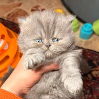 Gattini di Persiano disponibili da aprile
