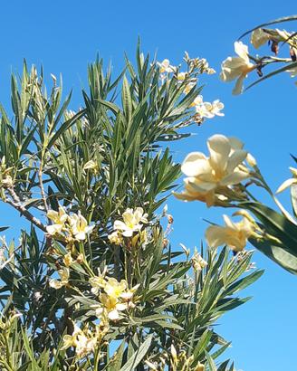 Raro oleandro giallo