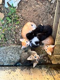 Gattini europei