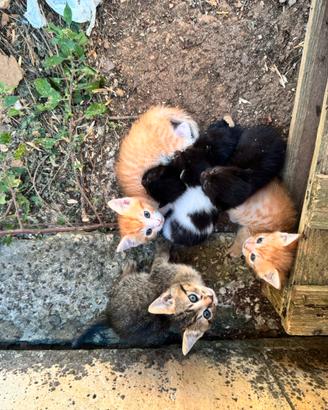 Gattini europei